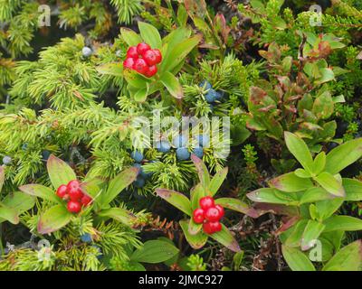 Schwedischer Dogwood und Wacholderbeeren Stockfoto