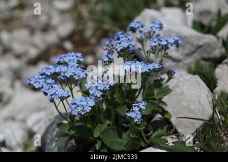 Alpine Vergiss-mich-nicht Stockfoto