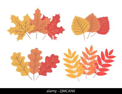 Set aus bunten Herbstbaumblättern. Ahorn, Birke, Eiche, Eberesche. Schönes Blatt für Design und Dekoration. Botanisches Objekt. Schönheit in der Natur. Flacher vecto Stock Vektor