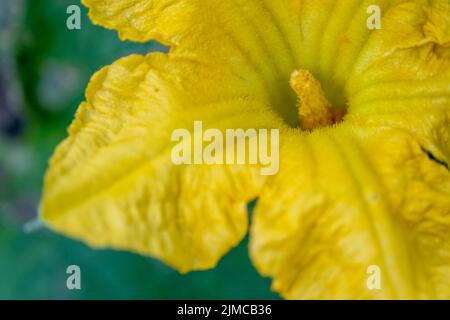 Nahaufnahme Kürbisblüte. Kürbisblüte blüht im Hinterhof Stockfoto