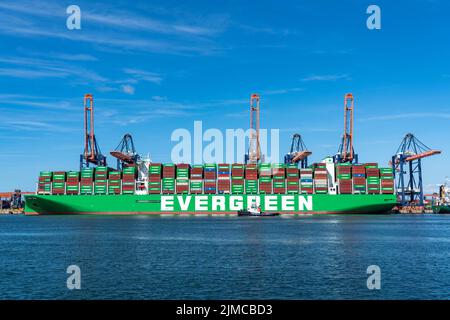 Europoort, Hafen Rotterdam, Evergreen Reederei Containerschiff Ever Ace, derzeit der drittgrößte Containerfrachter der Welt, mit bis zu 24, Stockfoto