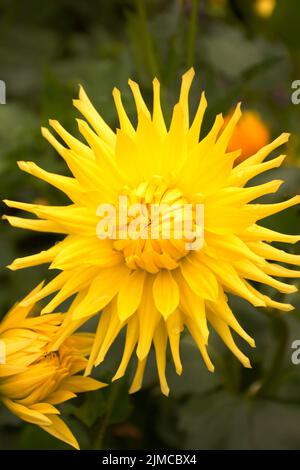 Leuchtend gelbe Dahlie mit zarten Blütenblättern Stockfoto