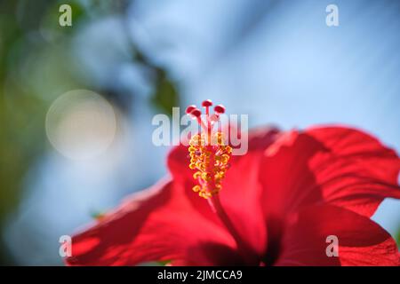 Rote Hibiskusblüten Chinarose, chinesischer Hibiskus, hawaiianischer Hibiskus im tropischen Garten von Teneriffa, Kanarische Inseln, Spanien Stockfoto