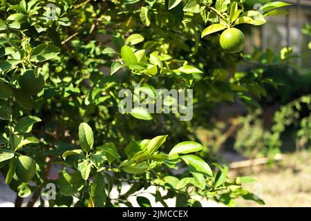 Im Sommer rohe Orangenfrucht auf dem Ast Stockfoto