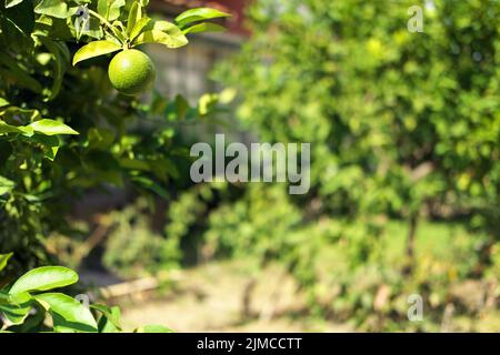 Im Sommer rohe Orangenfrucht auf dem Ast Stockfoto