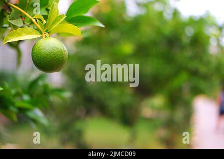 Im Sommer rohe Orangenfrucht auf dem Ast Stockfoto