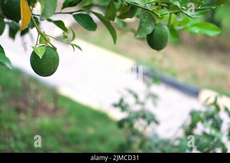 Im Sommer rohe Orangenfrucht auf dem Ast Stockfoto