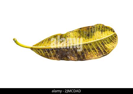 Nahaufnahme Gelbes tropisches Blatt (Plumeria, Frangipani) isoliert auf weißem Hintergrund Stockfoto