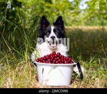 Lächelnde Hunderasse Border Collie liegt auf dem Gras in der Nähe eines Eimers von Kirschen Stockfoto