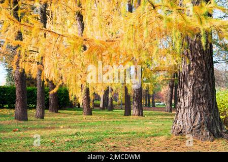 Goldener Herbst, leuchtend gelbe Lärchenzweige Stockfoto