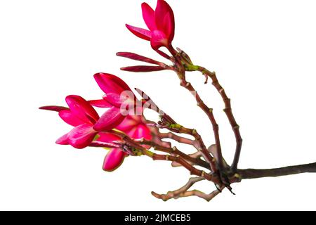 Rosa Plumeria Blume blüht im Freien isoliert auf weißem Hintergrund Stockfoto