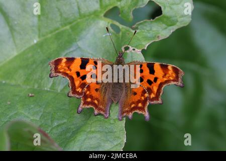 Polygonia c-Album, das Komma, ist eine futtergeneralistische Schmetterlingsart aus der Familie der Nymphidae. Stockfoto