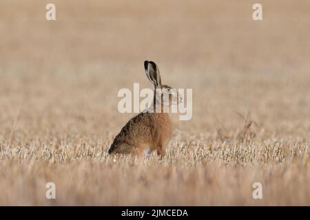 Der europäische Hase, auch Braunhase genannt, ist eine Hasenart, die in Europa und Teilen Asiens beheimatet ist. Es gehört zu den größten Hasen-Arten. Stockfoto