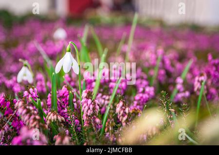 Weiße Schneeglöckchen wachsen in einem rosa Erica-Feld Stockfoto