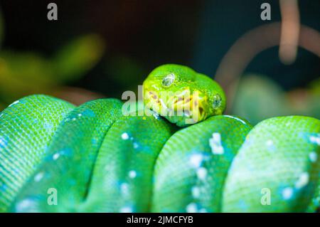 Porträt der Grünen Baum-Python, Morelia viridis Stockfoto