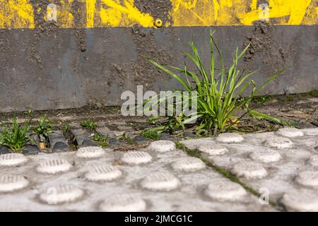 Ein Grasbüschel auf einer Straße Stockfoto