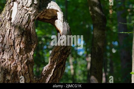 Süßes Makrofoto der Spinne auf dem Blatt. Tageslicht. Stockfoto