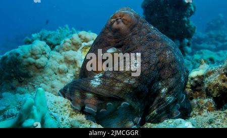 Portrait des großen roten Octopus sitzt auf dem Korallenriff. Common Reef Octopus (Octopus Cyanea), Nahaufnahme. Rotes Meer, Ägypten Stockfoto