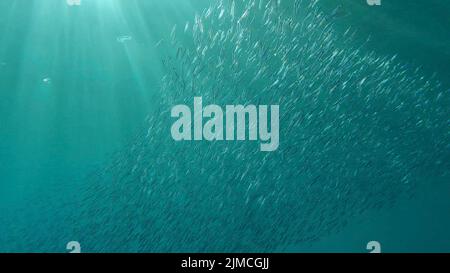 Große Schule von kleinen Fischen schwimmt unter der Wasseroberfläche in den Sonnenstrahlen im Morgengrauen. Rotes Meer, Ägypten Stockfoto