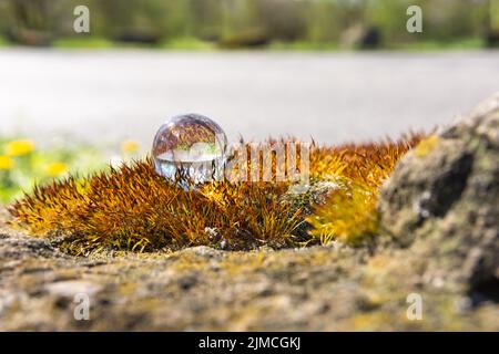 Eine Glaskugel auf Steinkraut im Frühling Stockfoto