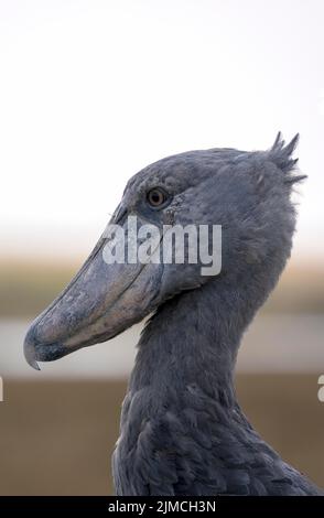 Schuhschnabel (Balaeniceps rex), auch Abu Markub, Porträt, Bangweulu-Sümpfe, Sambia Stockfoto