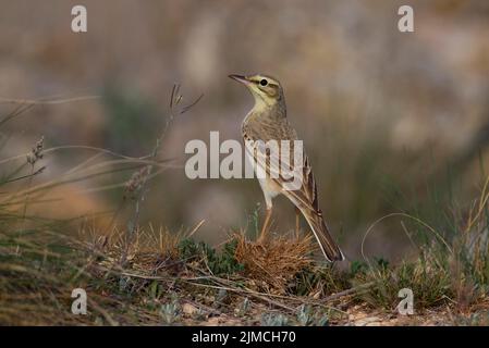 Tawny Pipit (Anthus campestris) auf dem Boden einer grasbewachsenen Steppe, Aragon, Spanien Stockfoto