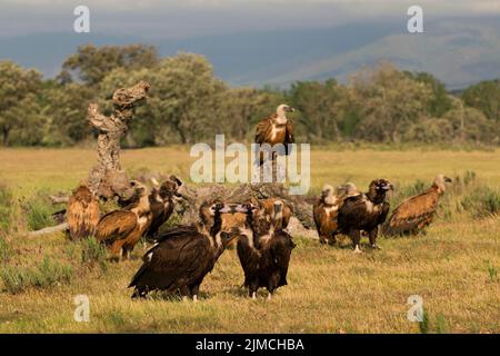 Gänsegeier (Gyps fulvus) und Geier (Aegypius monachus) am Luderplatz, Extremadura, Spanien Stockfoto