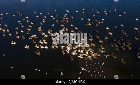 Großer weißer Pelikan (Pelecanus onocrotalus), großer Schwarm mit Jungvögeln, Drohnenschuss, Vogelperspektive, Luftaufnahme Donaudelta Biosphäre Stockfoto