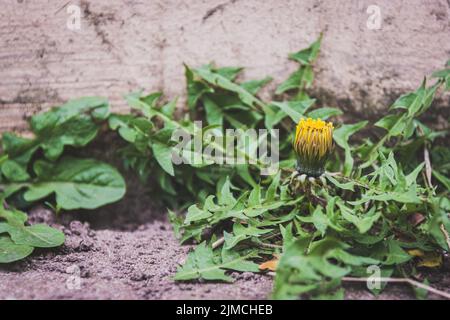 Einzelne Dandelion blüht vor einer Wand Stockfoto