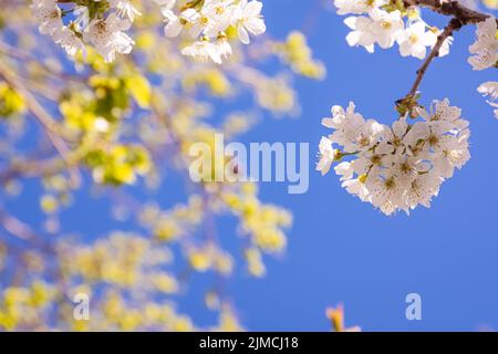 Weiß kirschrote Blüten im Frühjahr Stockfoto