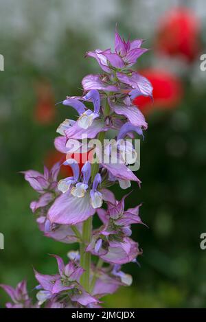 Clary (Salvia sclarea), Bayern, Deutschland Stockfoto