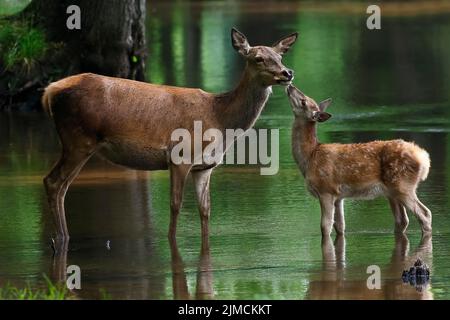 Rotwild (Cervus elaphus), Hinterhand und ihr Kalb stehen im Wasser, Weibchen, Tierkind, Schleswig-Holstein, Deutschland Stockfoto