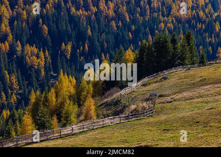 Almwiese mit Holzzaun, dahinter Baumkronen in herbstlichen Farben in der Abendsonne, Ski- und Wandergebiet Meran 2000, bei Meran, Süd Stockfoto