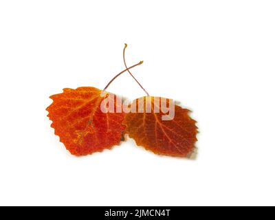 Rote Espenblätter auf weißem Hintergrund. Ikibana. Herbstliche Atmosphäre. Artikel aus dem Herbstwald. Herbstzeit Stockfoto