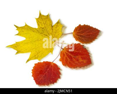 Rote Espenblätter auf weißem Hintergrund. Ahorngelbes Blatt. Ikibana. Herbstliche Atmosphäre. Artikel aus dem Herbstwald. Herbstzeit Stockfoto