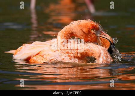 American Flamingo (Phoenicopterus ruber) Baden, gefangen Stockfoto