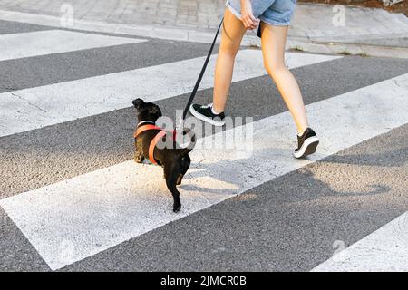 Crop weiblich in Denim Shorts zu Fuß entlang Crosswalk mit niedlichen schwarzen Welpen an der Leine Stockfoto