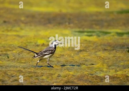 Weiße Bachstelze (Motacilla alba), mit Beuteinsekten im Schnabel, die über Algen auf dem Wasser blühen, Hessen, Deutschland Stockfoto