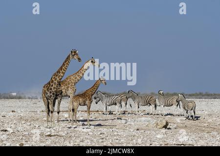 Angolanische Giraffen (Giraffa camelopardalis angolensis), adultes Weibchen (links) mit jungen Weibchen und Fohlen, Herde Burchells Zebras (Equus quagga burchelli Stockfoto