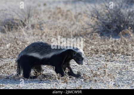 Honigdachs (Mellivora capensis), erwachsenes Männchen, auf der Suche nach Beute, Etosha National Park, Namibia, Afrika Stockfoto