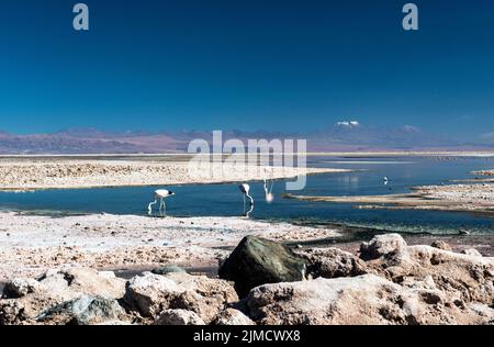 Salar de Atacama, Salzsee von Atacama Stockfoto