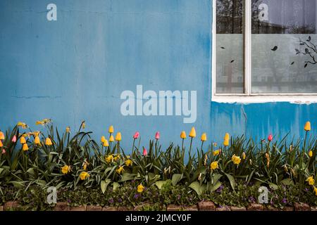Bunte blühende Blumen wachsen in der Nähe der Veranda des Wohnhauses mit schäbigen blauen Wand und Glasfenster in ländlicher Umgebung Stockfoto