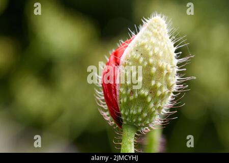 Poppy Flower oder Mohn Klatschmohn Mohnblume mit dem Licht Stockfoto