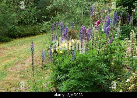 Blühende Lupine Blumen. Ein Feld von Lupinen. Violette und rosa Lupine in der Wiese Stockfoto