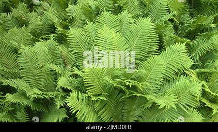 Matteuccia struthiopteris (Straußenfarn), Deutschland Stockfoto