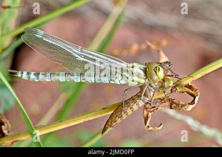 Einen hübschen weiblichen Migranten Hawker, Dragonfly, Aeshna mixta, hocken auf ein Rohr am Rande eines Teiches. Stockfoto