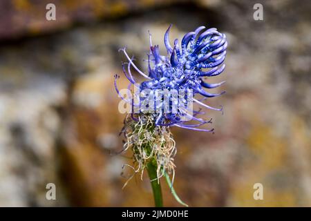 Blume des schwarzen Rampions Phyteuma nigrum , eine Pflanze in den Alpen in Europa. Stockfoto
