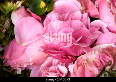 Hintergrund Textur von wunderschönen zarten rosa Rosenblüten in einer zufälligen Stapel Stockfoto