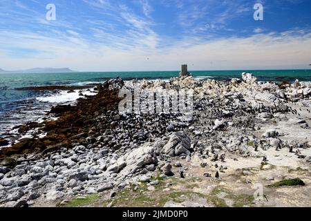 Pinguinkolonie, Boulders Beach, Südafrika Stockfoto