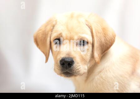 Niedlicher labrador-Welpe auf weißem Studiofoto mit Blick auf die Kamera. Liebe zum Haustier, Freund des Hundes Stockfoto